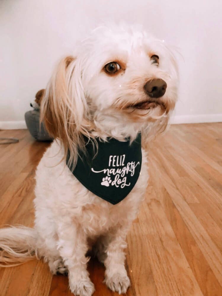 Naughty dog hot sale bandana